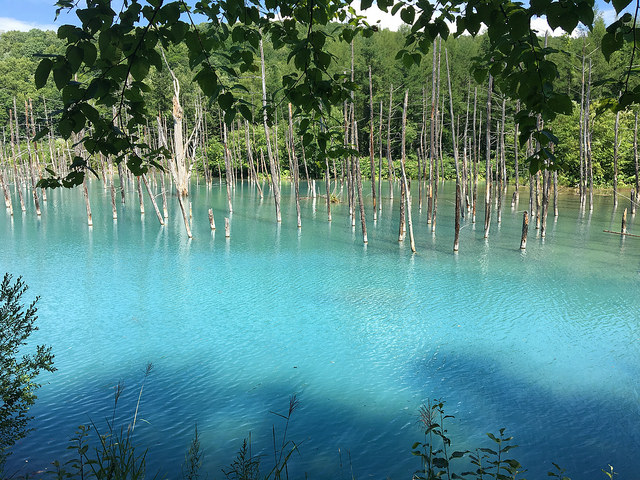 Blue pond in Biei, Hokkaido, Japan. It is a very popular sightseeing spot.