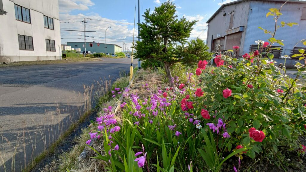 Some flowers are on the roadside. They look growing naturally.