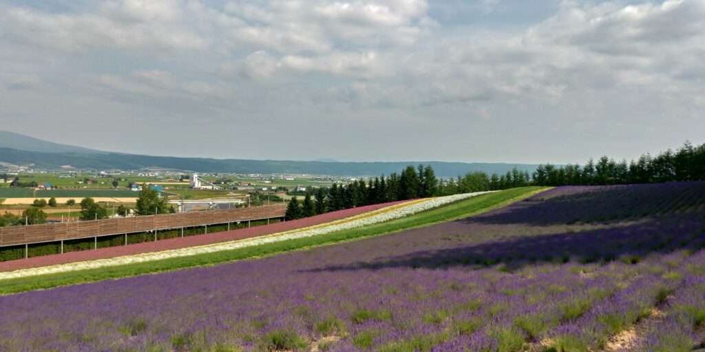 The field of various kinds of flowers. Some shadows of trees are shedding on the field.