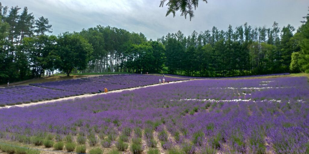 A lavender field in Furano. It looks like a huge purple carpet.