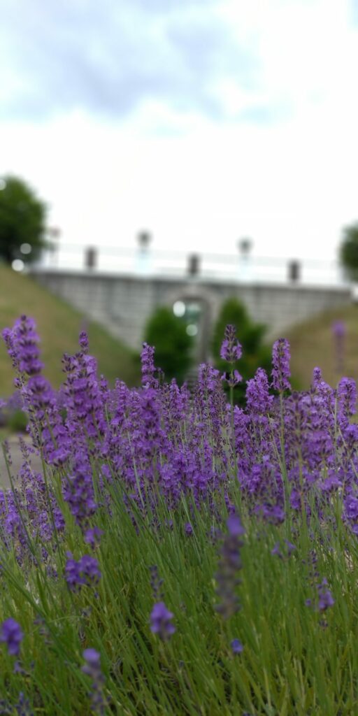 Lavender on the roadside. The purple flowers are blooming.