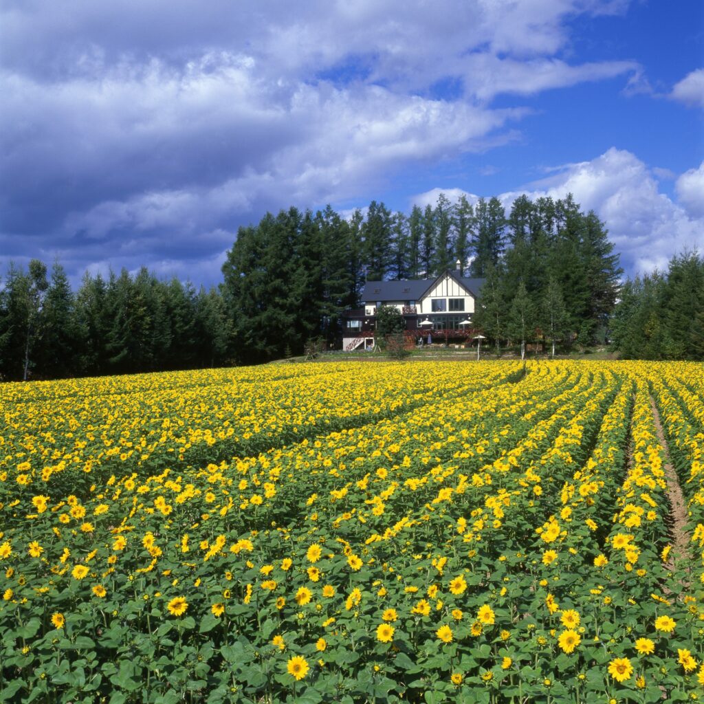 The field of yellow flowers. There is a big house over the field.