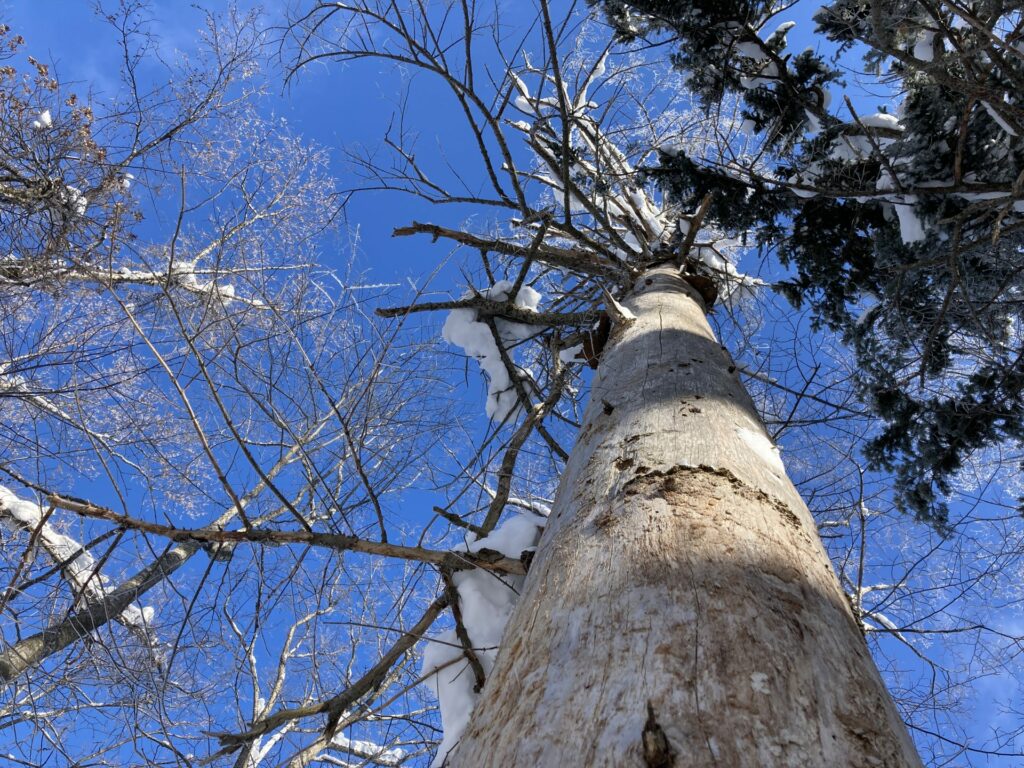 The shot of a big tree taken from a low angle. The tree is partially covered with snow. The clear blue sky can be seen over the tree.