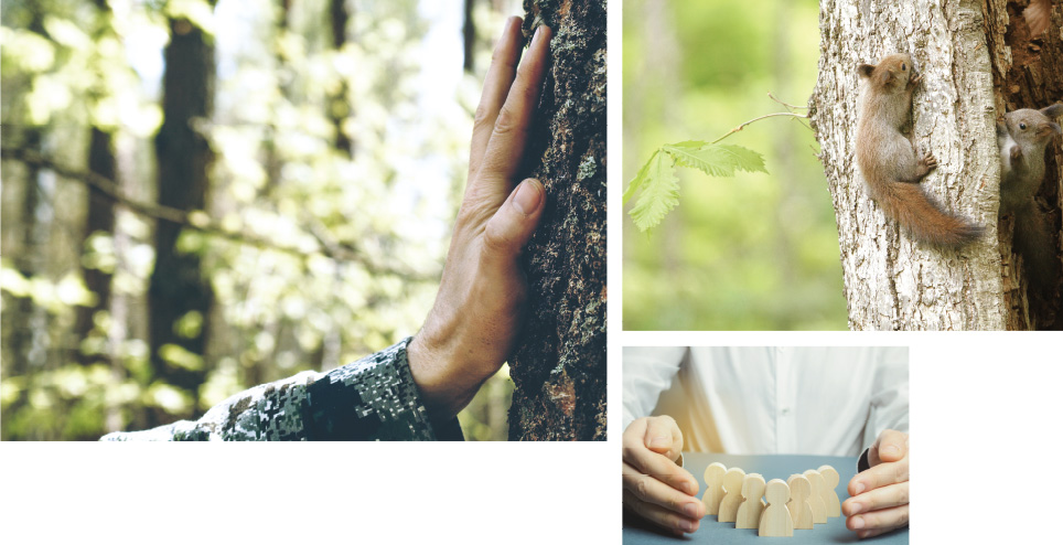 Three images: forests; a squirrels on a tree; wooden small objects.