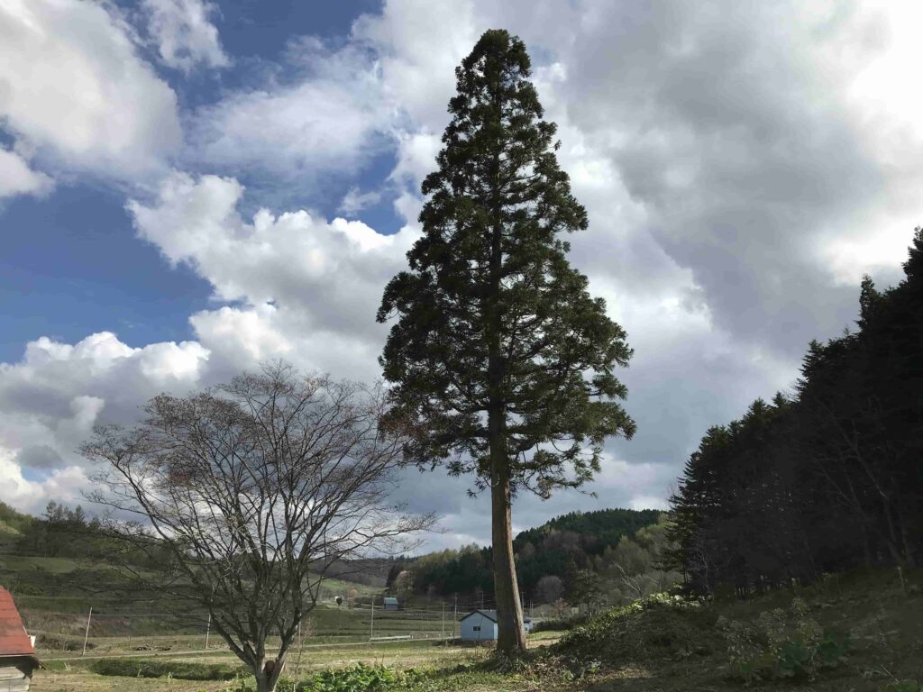 matsu tree