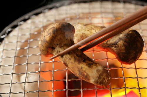 Matsutake mushrooms are grilled on a cooking stove.