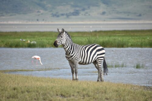 A zebra with a flamingo in water behind the zebra