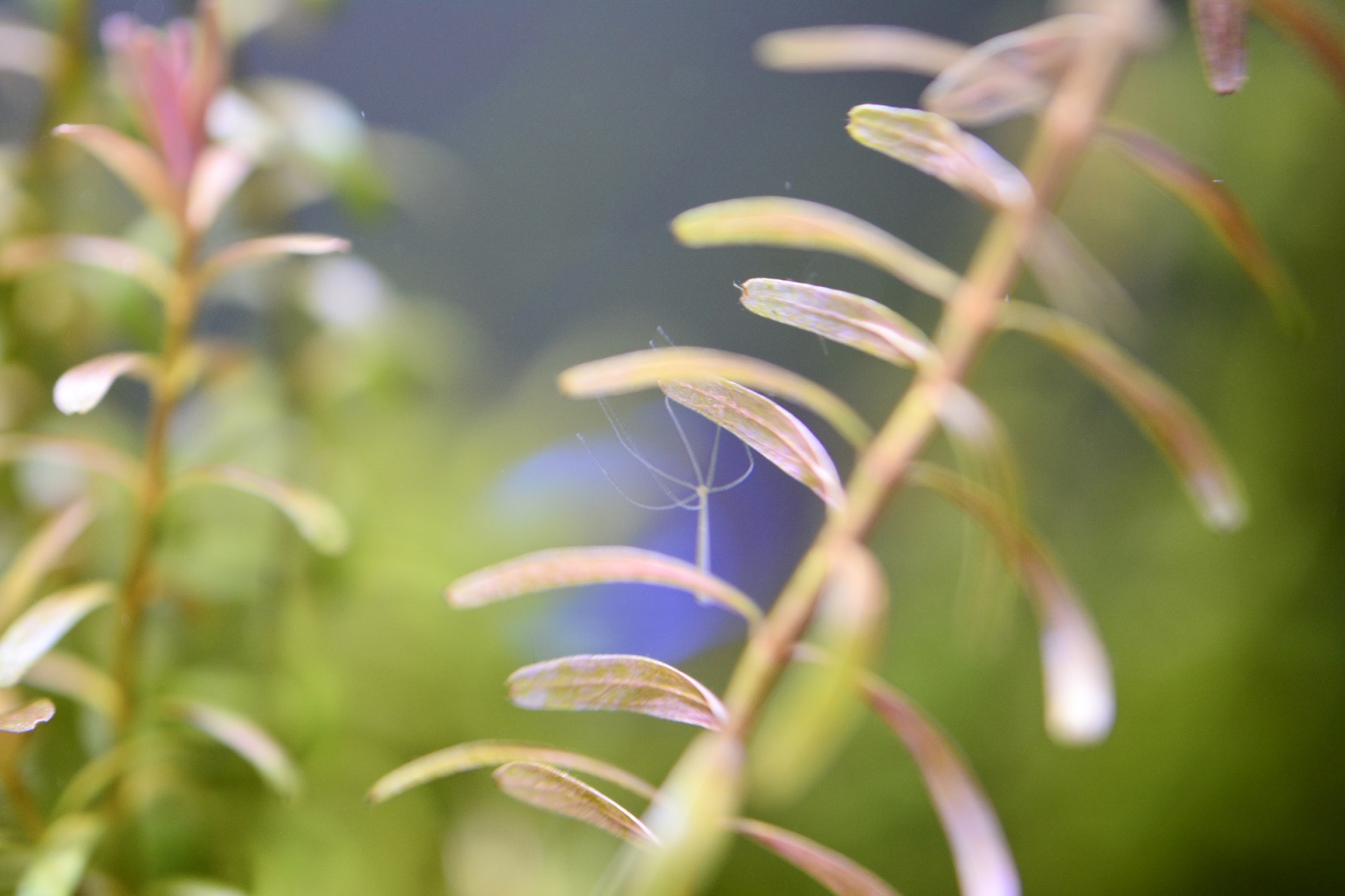 A hydra floating between aquatic plants