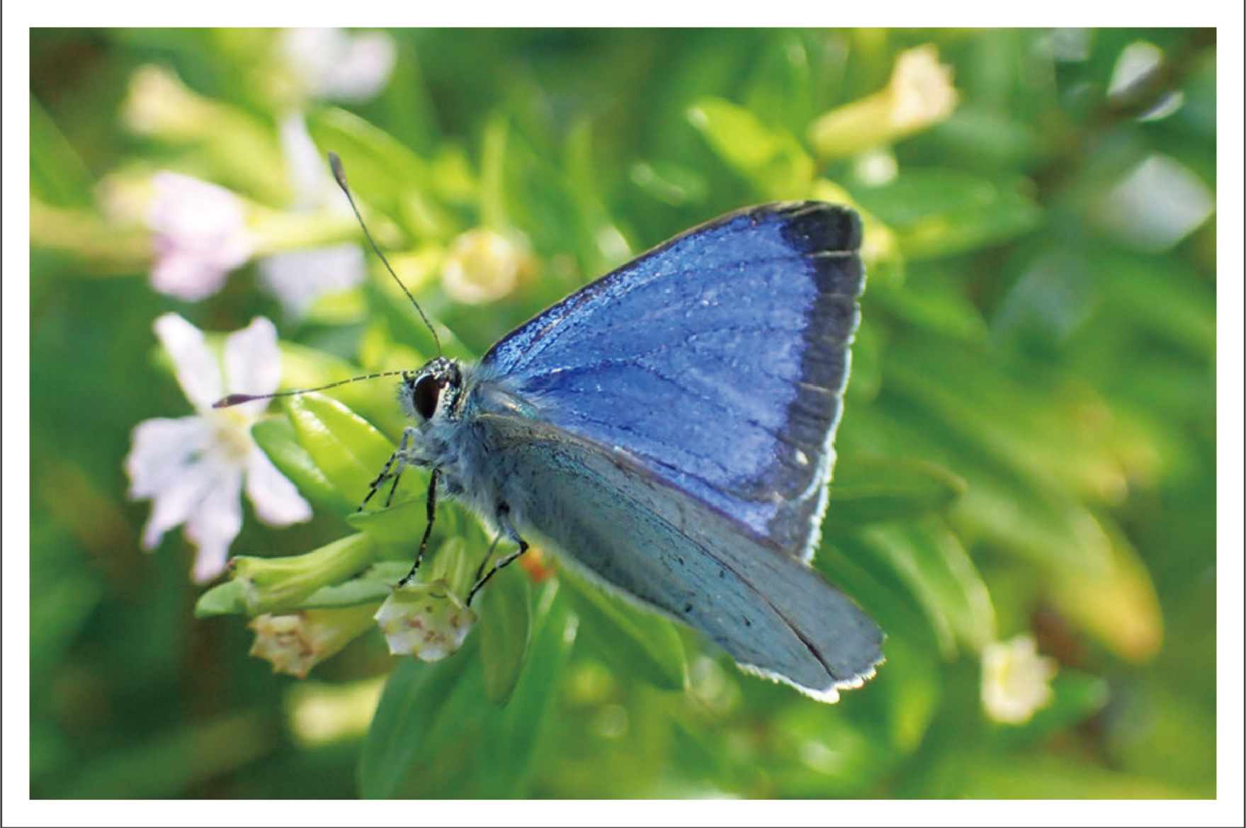 Celastrina ogasawaraensis, a butterfly thought to be extinct