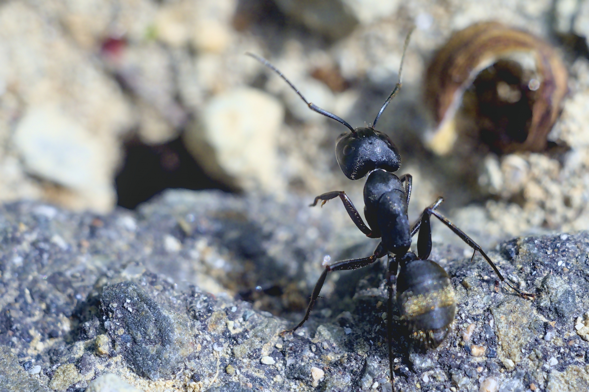 A black ant is raising its front legs on a rock.