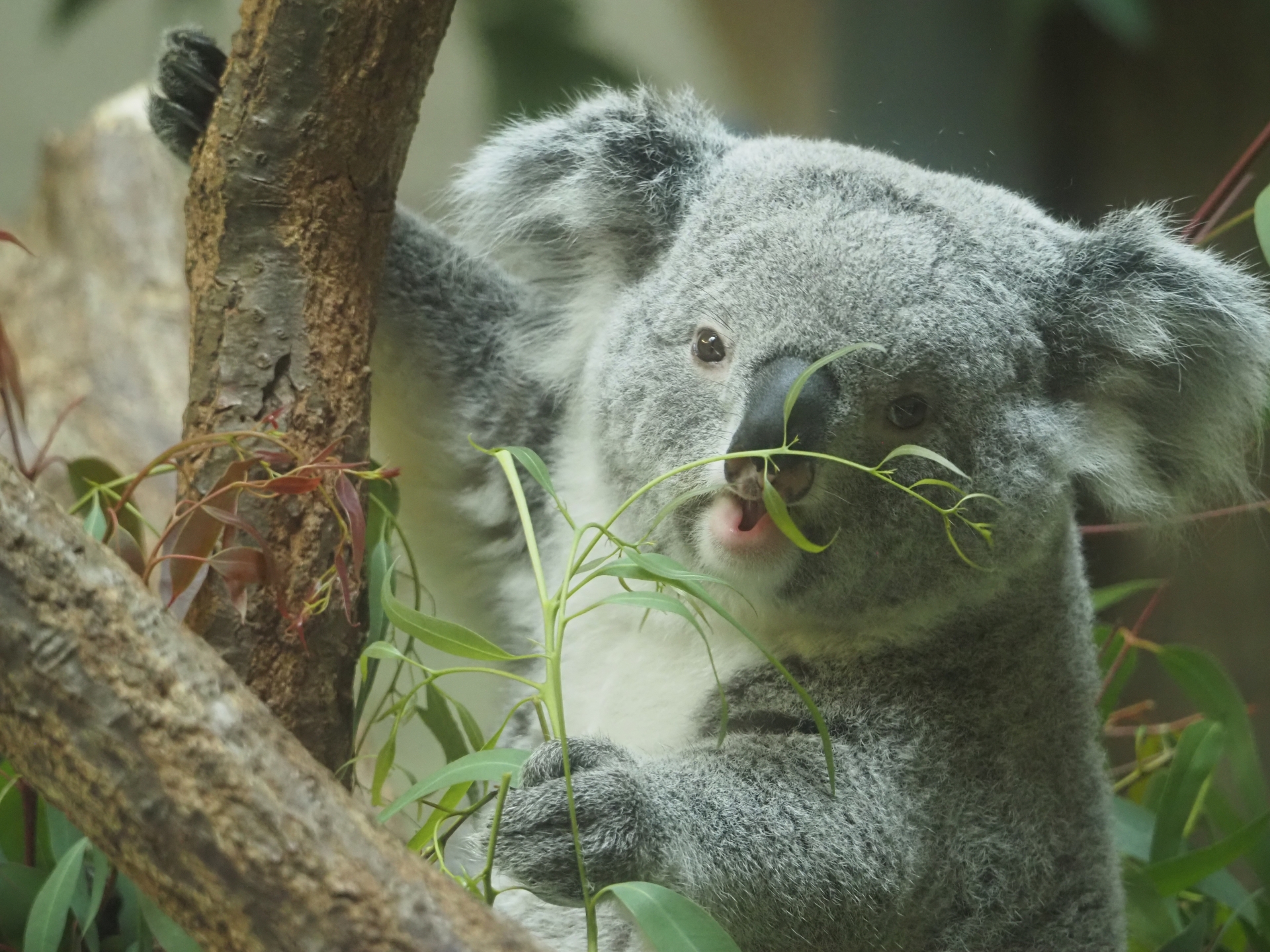 On a tree, there's a koala with eucalyptus leaves in its hand.