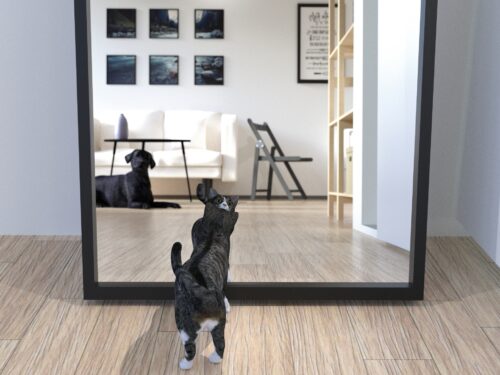 A cat watching into a mirror, with a dog in the mirror