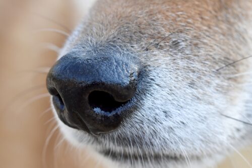 A dog muzzled focused and filling the whole frame