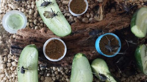 Some crickets are fed with vegetables in a case.