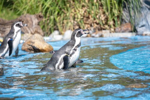 Two penguins are in the water.