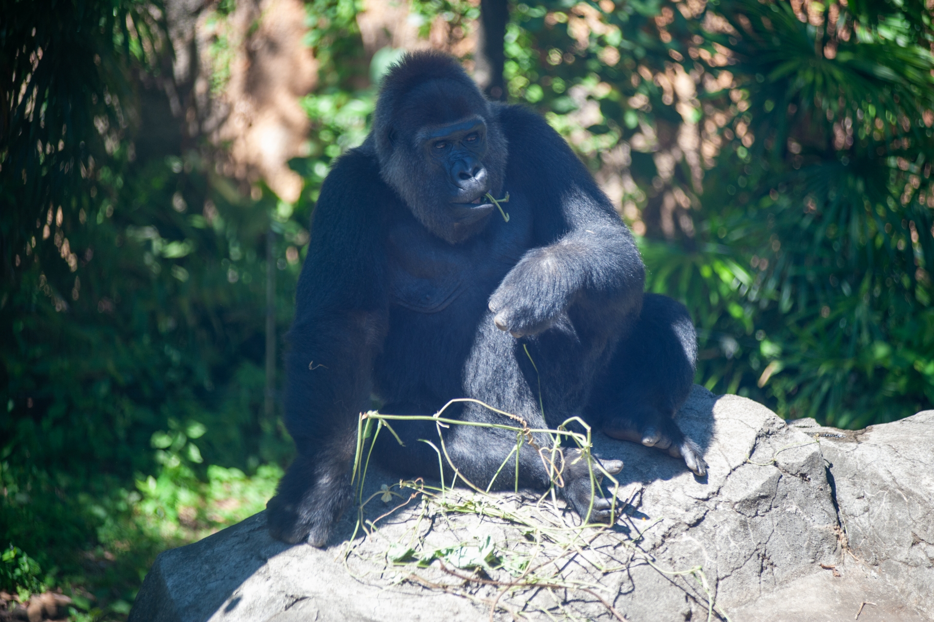 A gorilla is eating something on a rock.