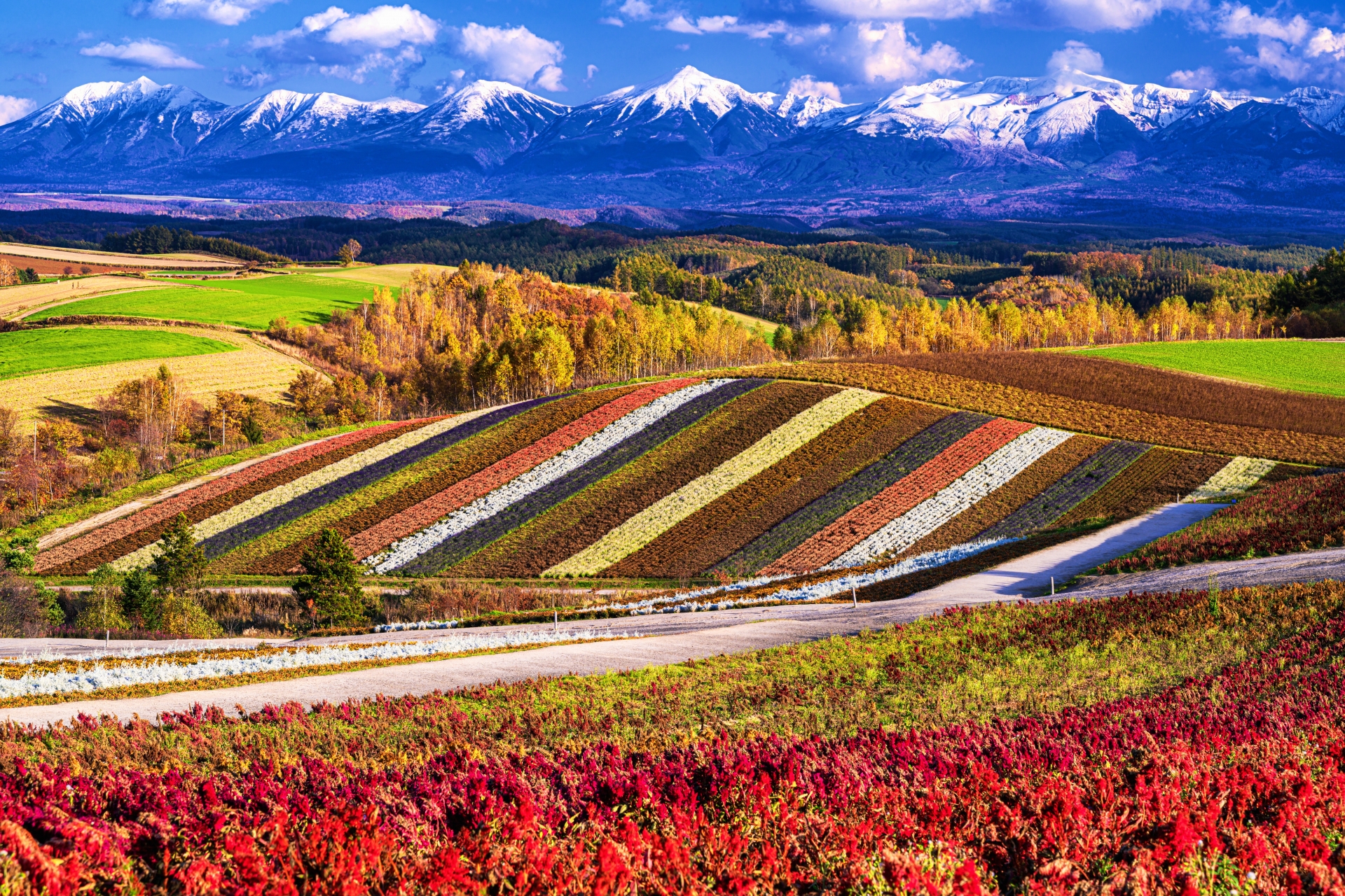 Colorful hills with multiple crops in Biei town in autumn