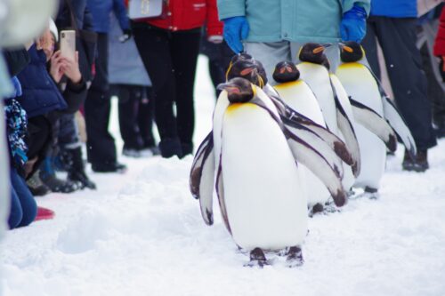 Penguins are marching on the snow through a lot of people in winter