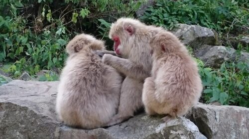 Monkeys get together and groom each other.