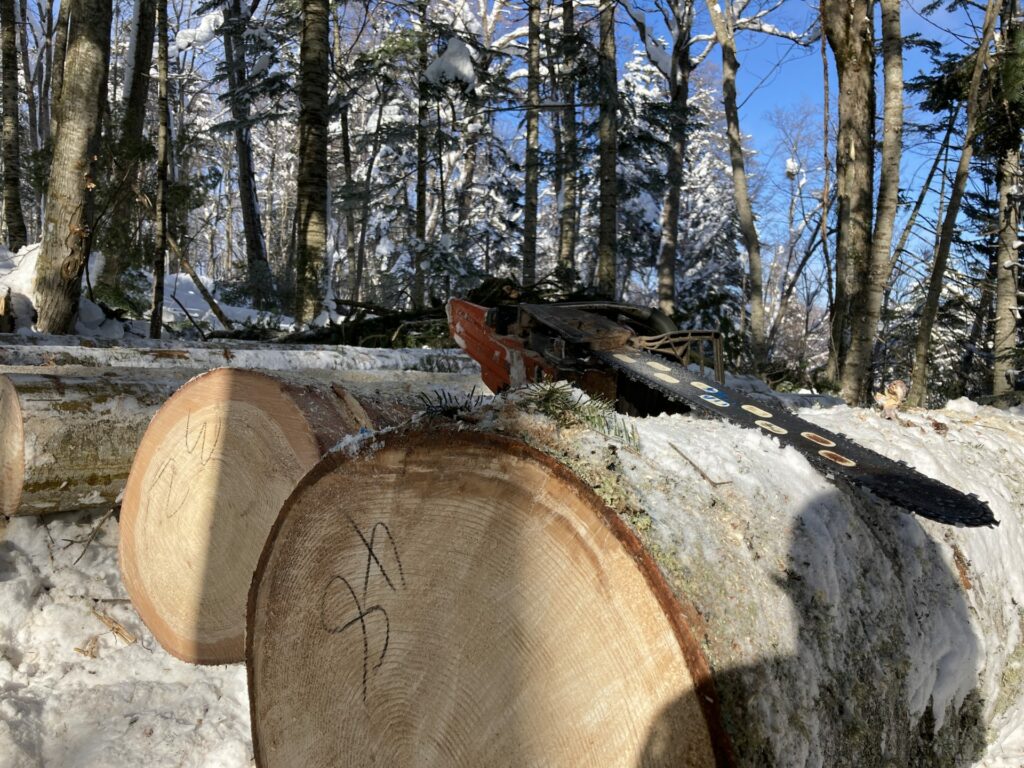 A chainsaw on the logs, in a winter forest under the clear blue sky.