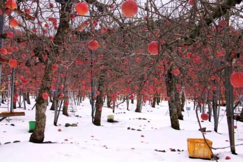 Apple orchard of which ground is covered with snow in winter
