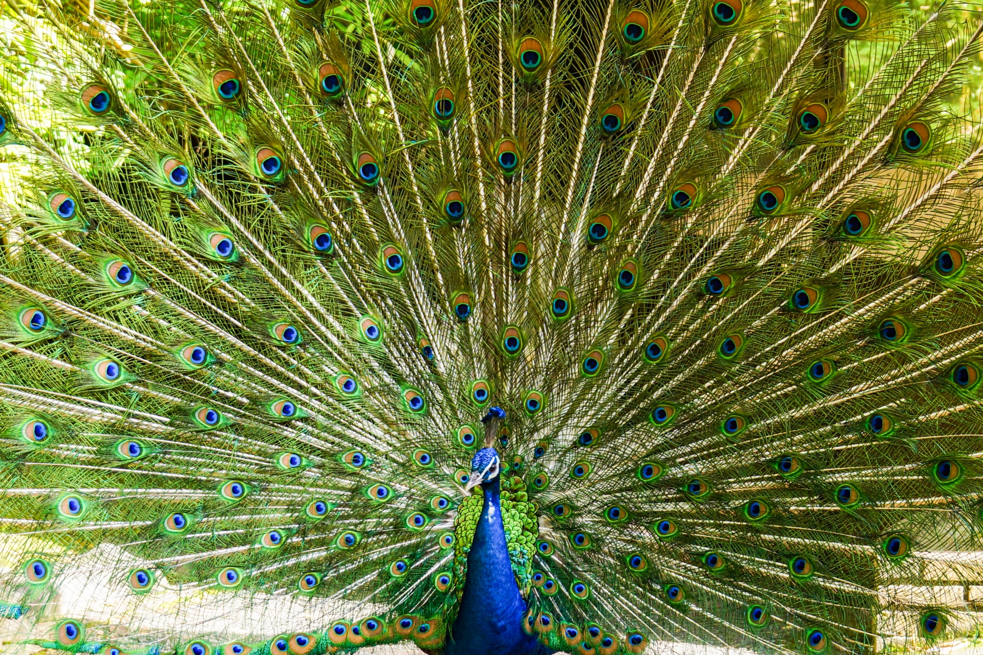 A peacock spreading its colorful wings