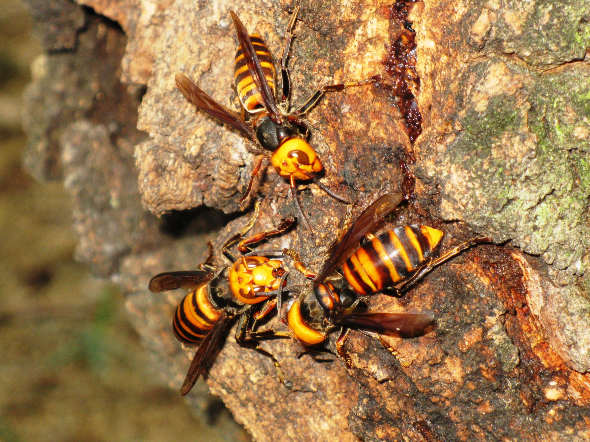 Japanese giant killer hornets stay on a tree and are sucking nectar.