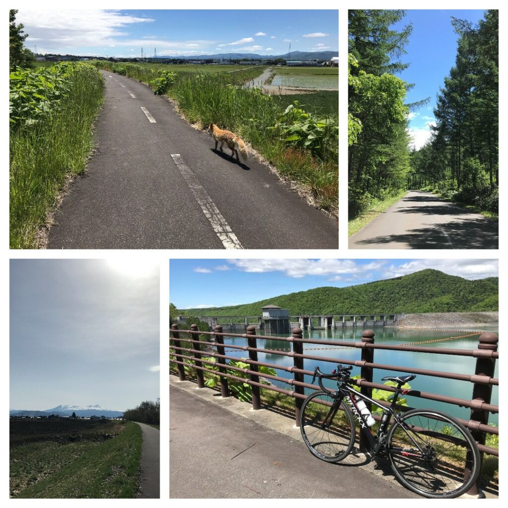 There is a road on stop bank, which is  available only for pedestrian and cyclist. Japanese cherry trees are planted in the shoulder of a road.