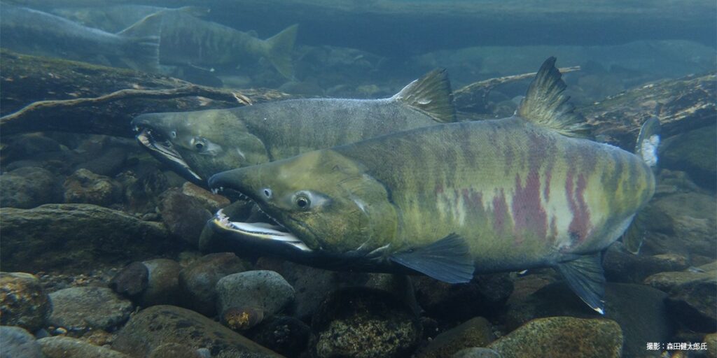 A couple of salmon swining in the bottom of the river