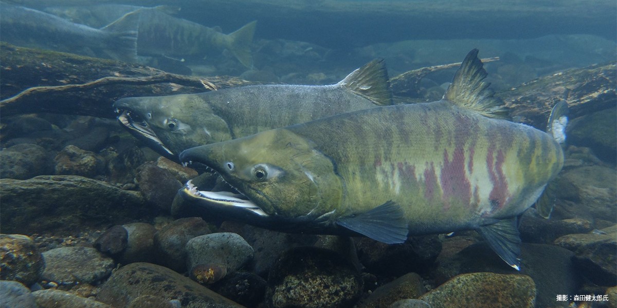 Hokkaido is the home of salmon fishing and roe (ikura) in Japan