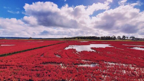 The vast red field of coral grass expanding under the blue sky