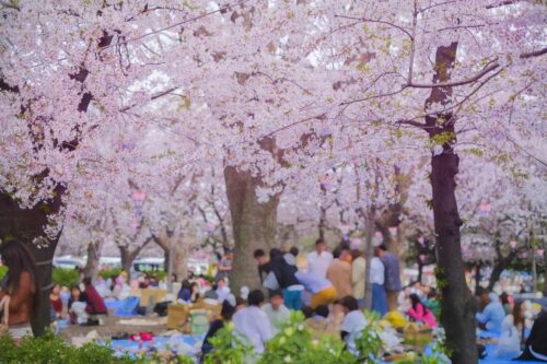 Many people are gathered under Sakura trees, sitting on blue ground sheets, and having a party.