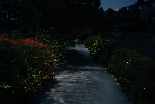 There are many fireflies along a river.