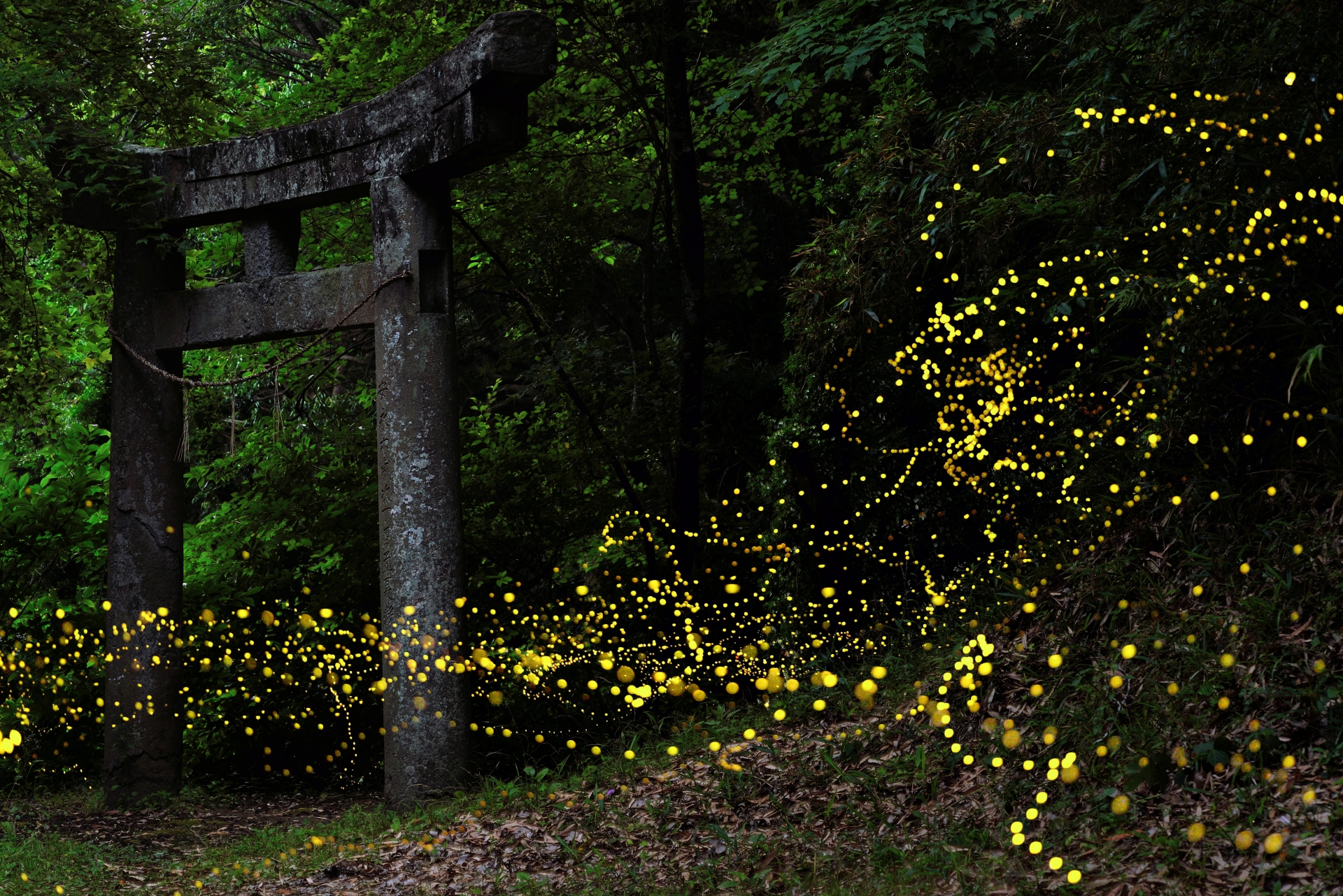 A shrine gate in the forest at night with many fireflies