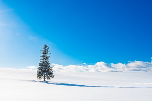 A popular Christmas tree under the blue sky in the white snow hill of Biei town in Hokkaido.