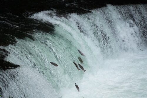 A group of salmon is trying to jump over a small water fall to go up to the place where it was born.