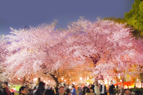 Many people are gathered under Sakura trees even in the evening, and the trees are lighted up.