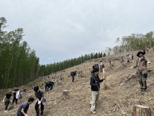 In the place where old trees were cut, many people are planting baby trees.